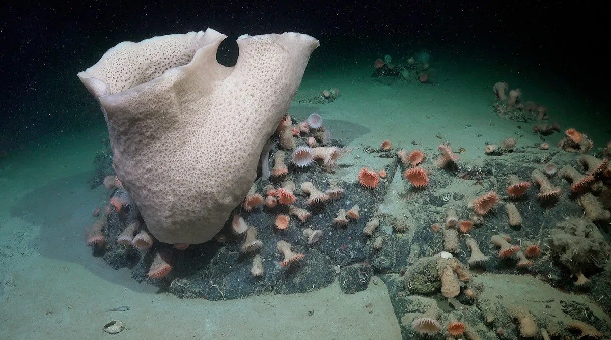 Foto: ROV SuBastian, Schmidt Ocean Institute