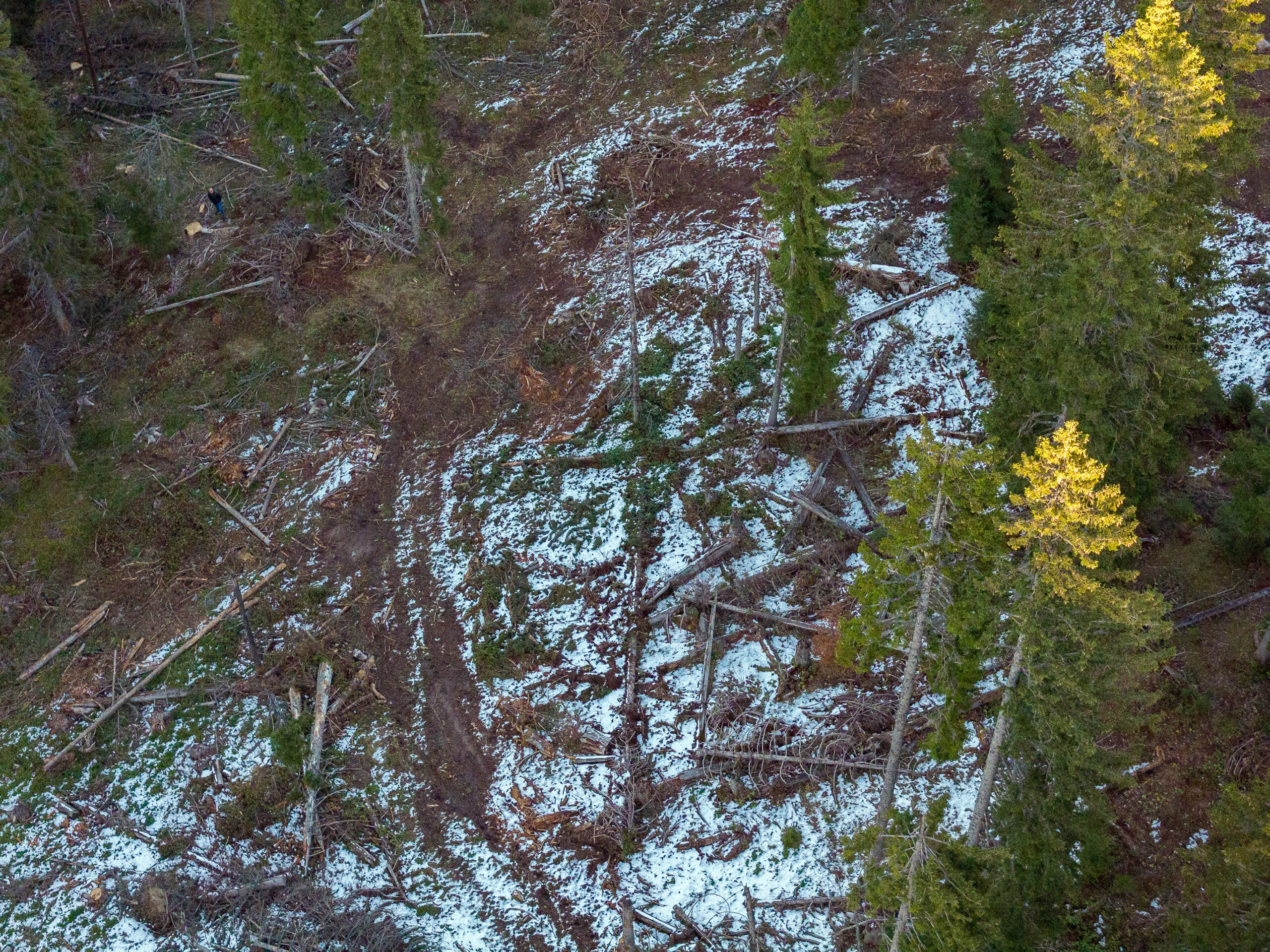 Devastacija šuma u Rožajama i Beranama