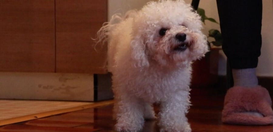 Pas Medo; Foto: RTV Podgorica
