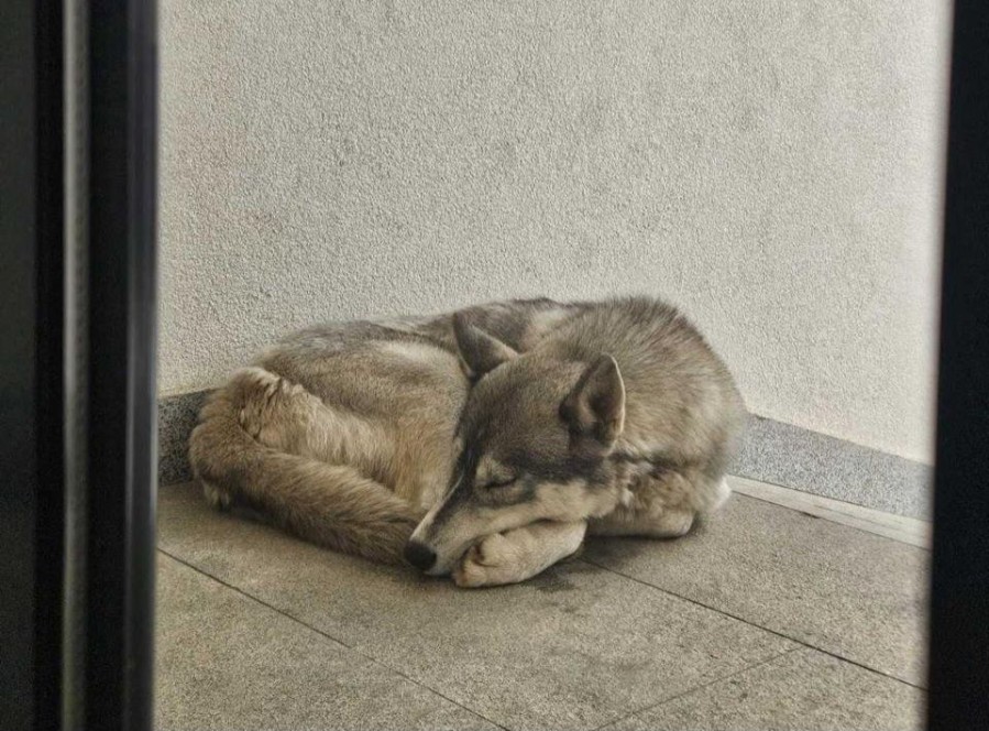 Foto: Aleksandar Dragićević/Facebook
