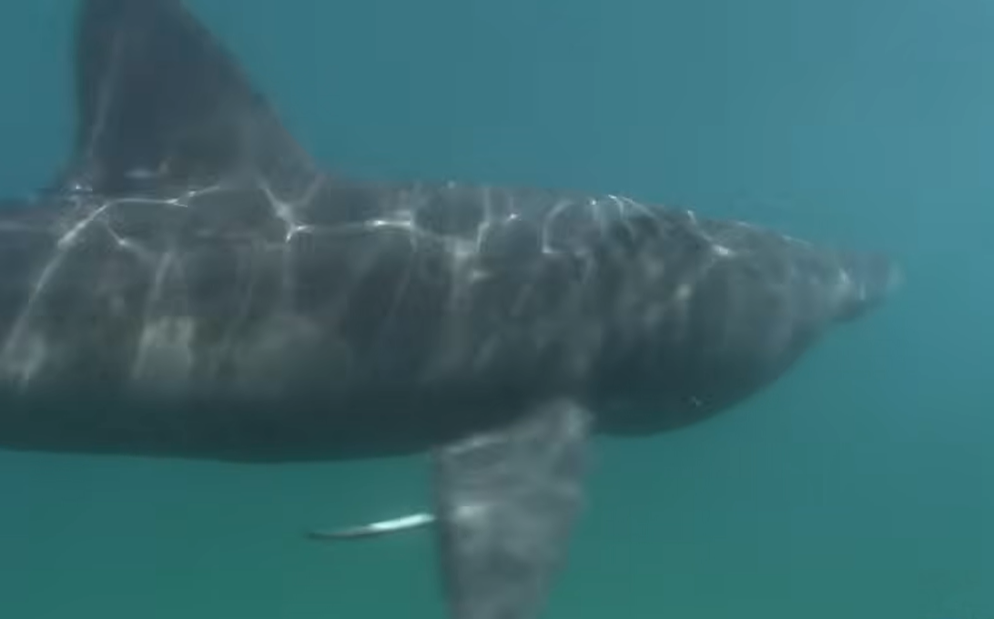 Foto: Blue World Institute/Screenprint