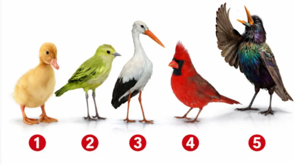 OTO: POLITIKA.RS/PRINTSCREEN